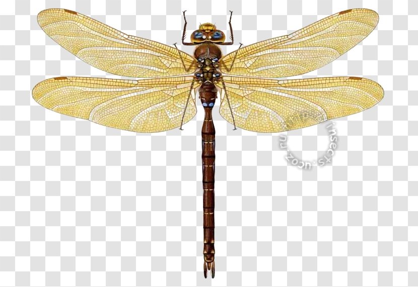 Dragonfly Pterygota Net-winged Insects - Pollinator Transparent PNG