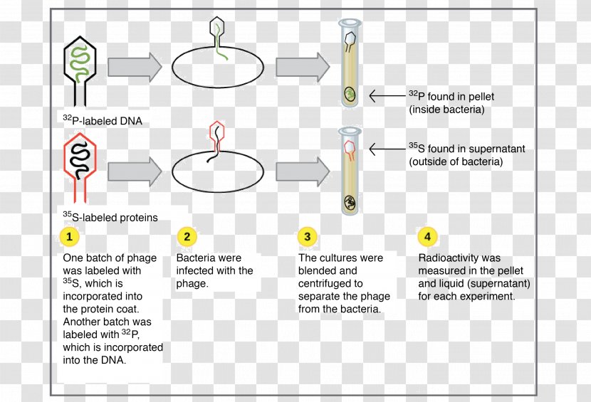 DNA Hershey–Chase Experiment Worksheet Gene Bacteriophage - Hersheychase - Dna Replication Transparent PNG