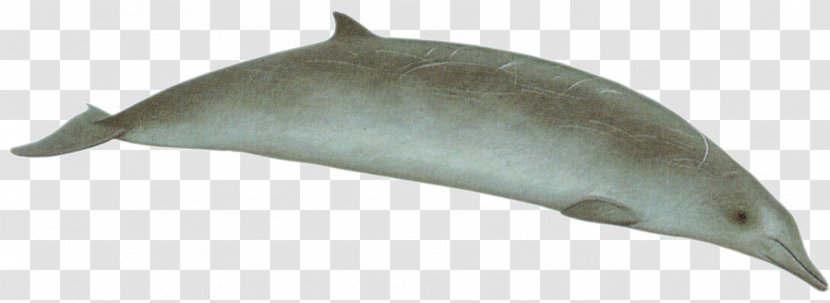 Porpoise Tucuxi Common Bottlenose Dolphin Short-beaked Cetacea - Stejneger S Beaked Whale Transparent PNG