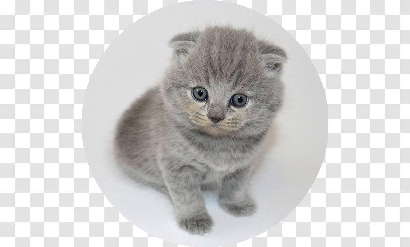 Chartreux Scottish Fold British Shorthair European Nebelung - Domestic Shorthaired Cat - Kitten Transparent PNG