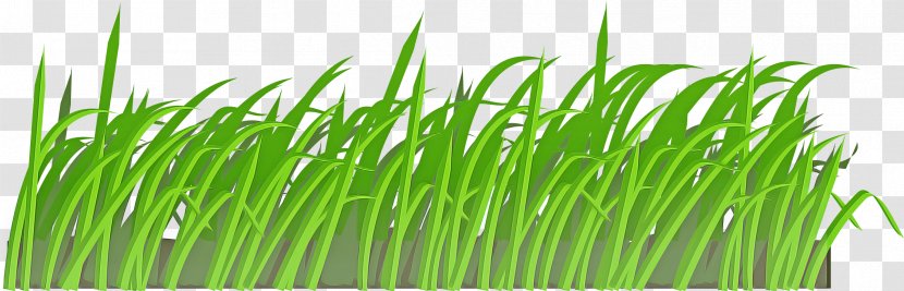 Grass Green Wheatgrass Plant Family - Chrysopogon Zizanioides Herb Transparent PNG
