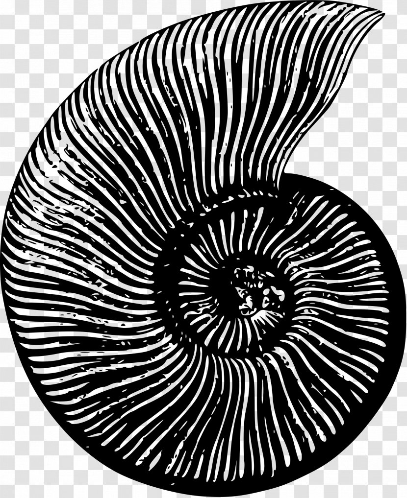 Ammonites Fossil Nautilidae Seashell Clip Art Transparent PNG