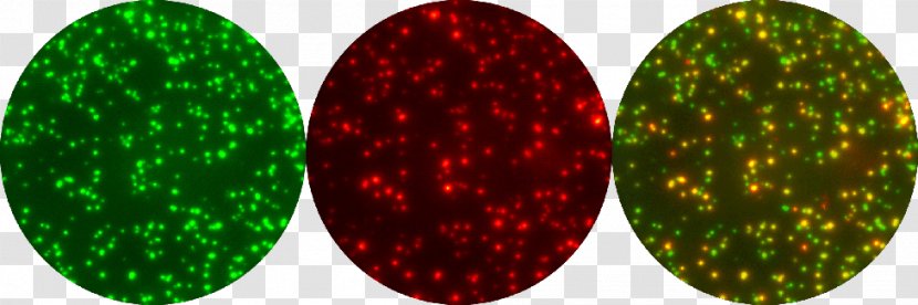 ELISPOT FluoroSpot Cytokine Interferon Gamma Cell - Peripheral Blood Mononuclear - Glitter Transparent PNG