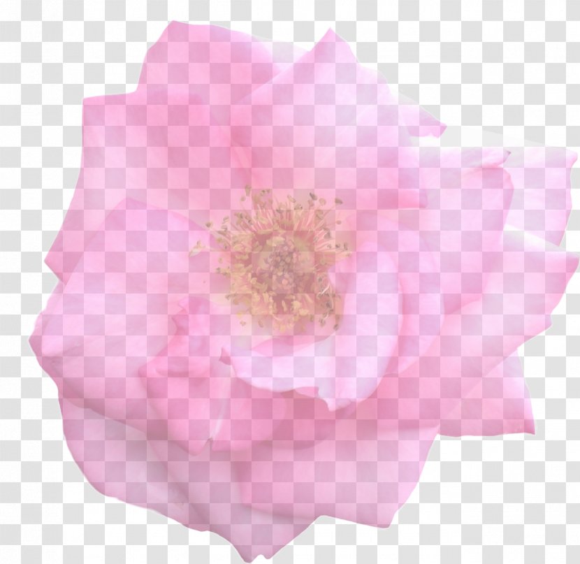 Garden Roses Cabbage Rose Floribunda Cut Flowers Petal - Order - Pink Transparent PNG