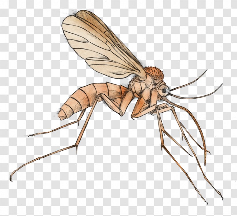 Mosquito Malaria Clip Art - Hyperlink - Cliparts Transparent PNG