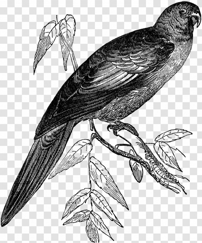 Hawk Finches Bird Buzzard Beak - Black And White - Tropical Birds Transparent PNG