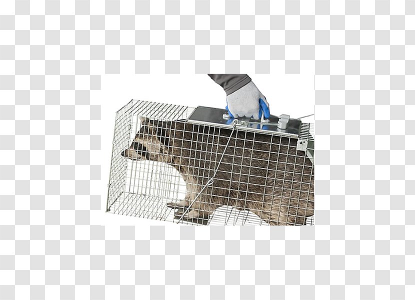 Cage Trapping Raccoon Rat Trap Fish Transparent PNG