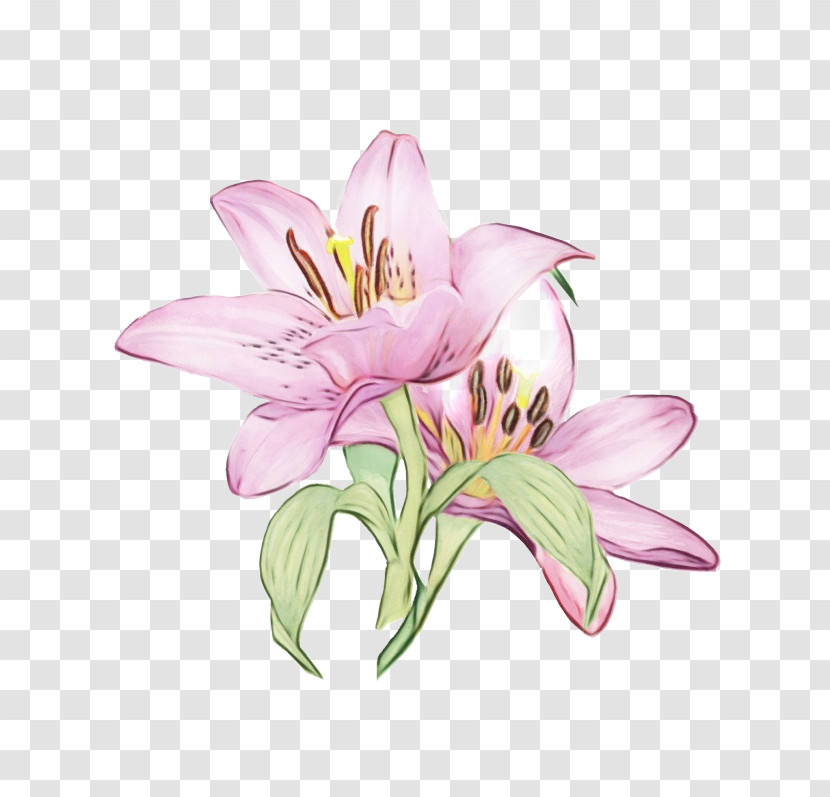 Cut Flowers Lily Of The Incas Flower Violet Petal Transparent PNG