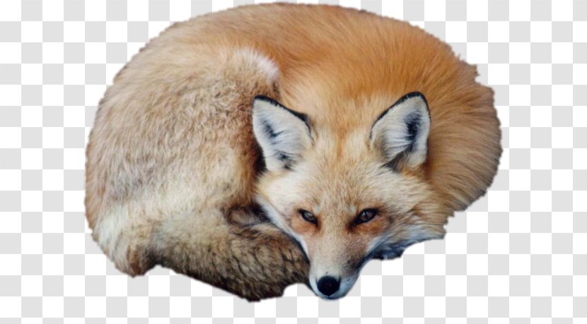 Red Fox Puppy Vulpini Kit - Snout Transparent PNG