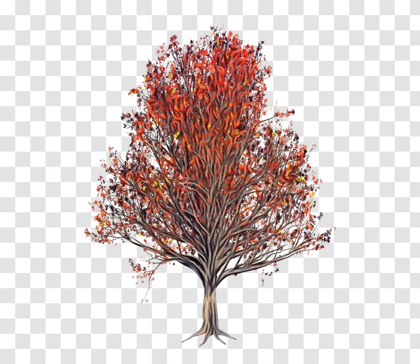 Red Maple Leaf - Deciduous - Autumn Transparent PNG