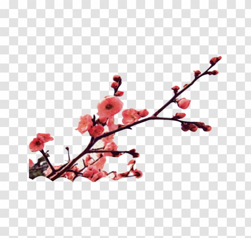 Miracle Mandarin Language School Winter Solstice Chinese Plum Blossom - Flower - Stock Image Transparent PNG