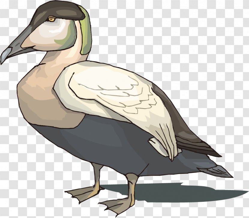 Mallard Goose Duck Bird Illustration - Seabird - Cartoon Transparent PNG
