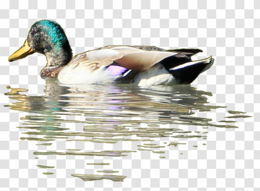 Duck Mallard Bird Desktop Wallpaper - Waterfowl Transparent PNG