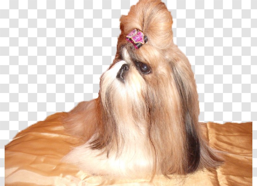 Shih Tzu Lhasa Apso Chinese Imperial Dog Breed Puppy Transparent PNG