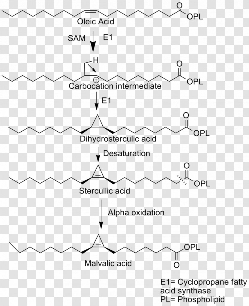 Malvalic Acid Cyclopropane Fatty Cyclopropene - Chemical Compound - Omega6 Transparent PNG