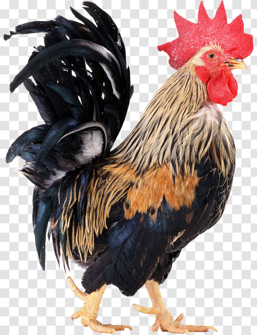 Broiler Rooster - Chicken Transparent PNG