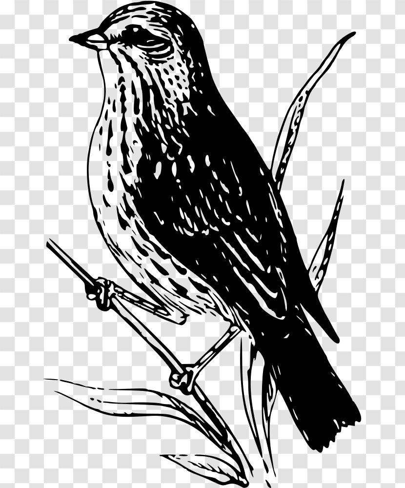 Finches Bird Sparrow Wren Clip Art - Tree Transparent PNG