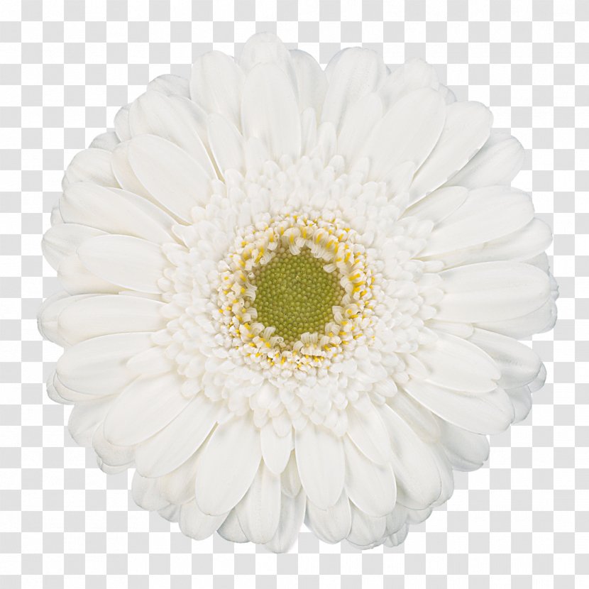 Transvaal Daisy White Cut Flowers Common - Chrysanthemum - Daisies Transparent PNG