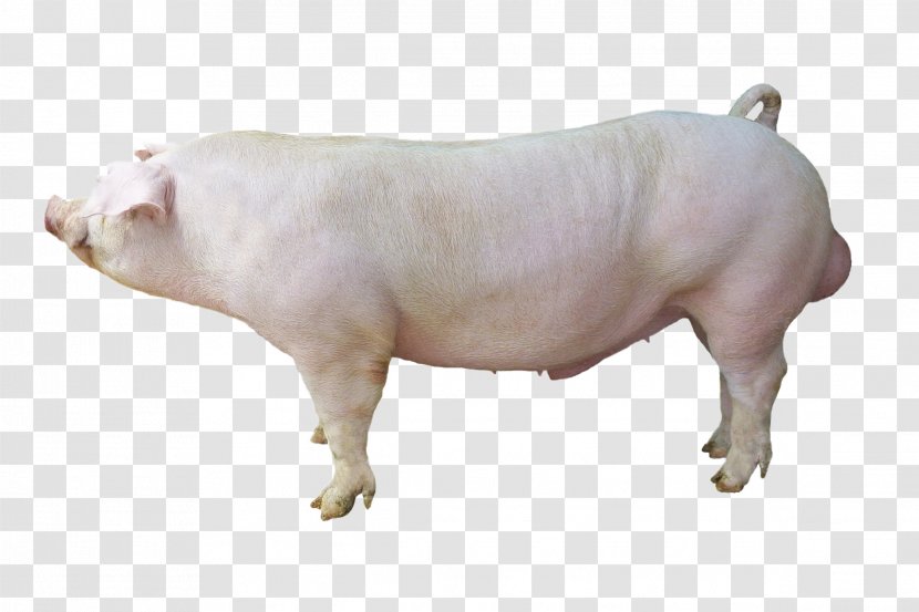 Duroc Pig Large White Hampshire Cattle Breed - Domestic - Boar Transparent PNG