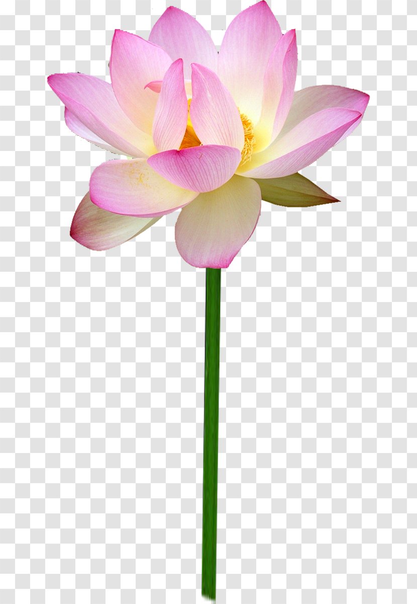 Cut Flowers Petal Nelumbo Nucifera - Lotus Family - Flower Transparent PNG