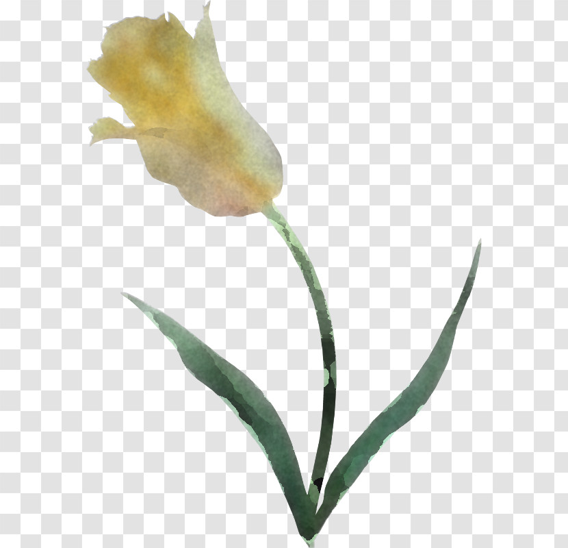 Flower Plant Pedicel Plant Stem Tulip Transparent PNG