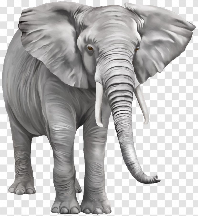 Asian Elephant African Bush Clip Art - Elephants And Mammoths Transparent PNG