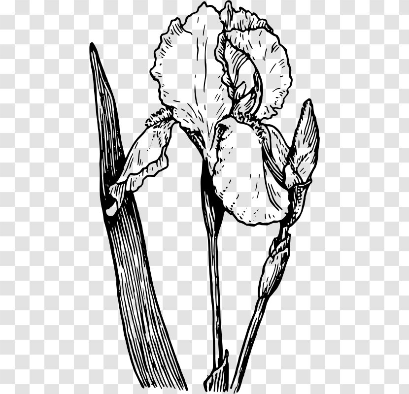 Northern Blue Flag Drawing Clip Art - Flower - Iris Cliparts Transparent PNG