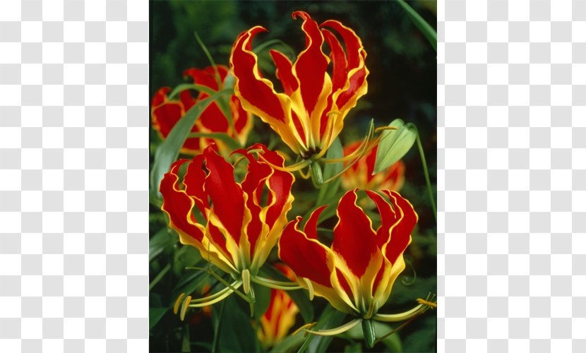 Flame Lily Bulb Flower Garden Lilies Transparent PNG