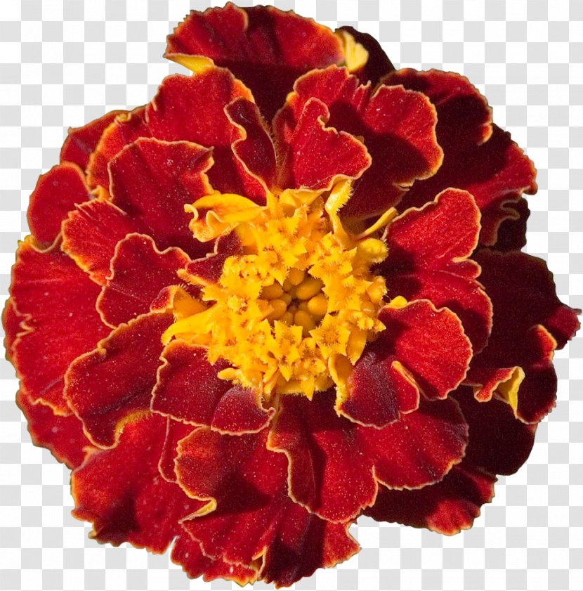 Marigold Cut Flowers Desktop Wallpaper Garden Transparent PNG