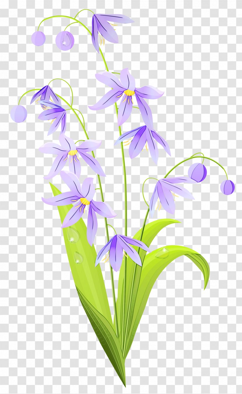 Drawing Of Family - Lily - Perennial Plant Orchid Transparent PNG