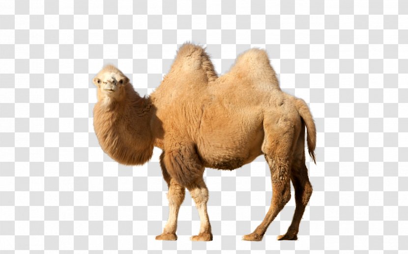 Dromedary Clip Art - Camel Like Mammal Transparent PNG