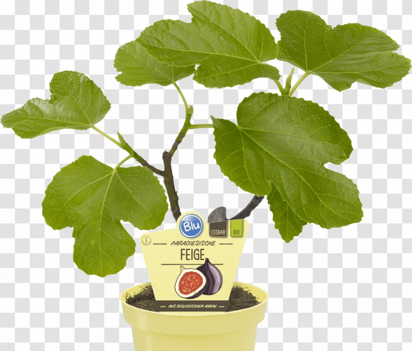 Common Fig Houseplant OBI Weeping Embryophyta - Flowerpot - Feige Transparent PNG