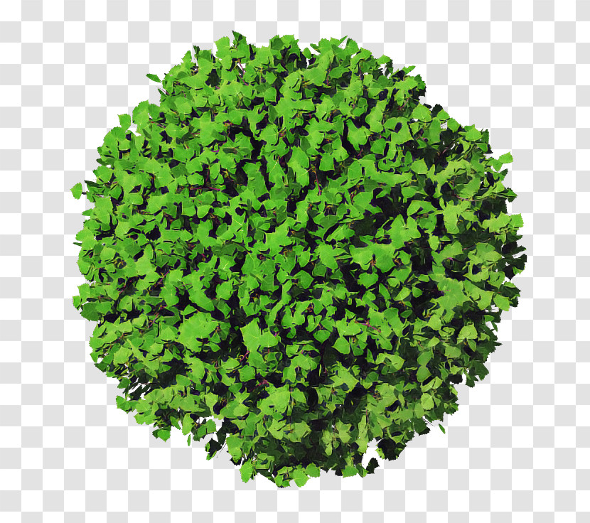 Green Grass Leaf Plant Leaf Vegetable Transparent PNG