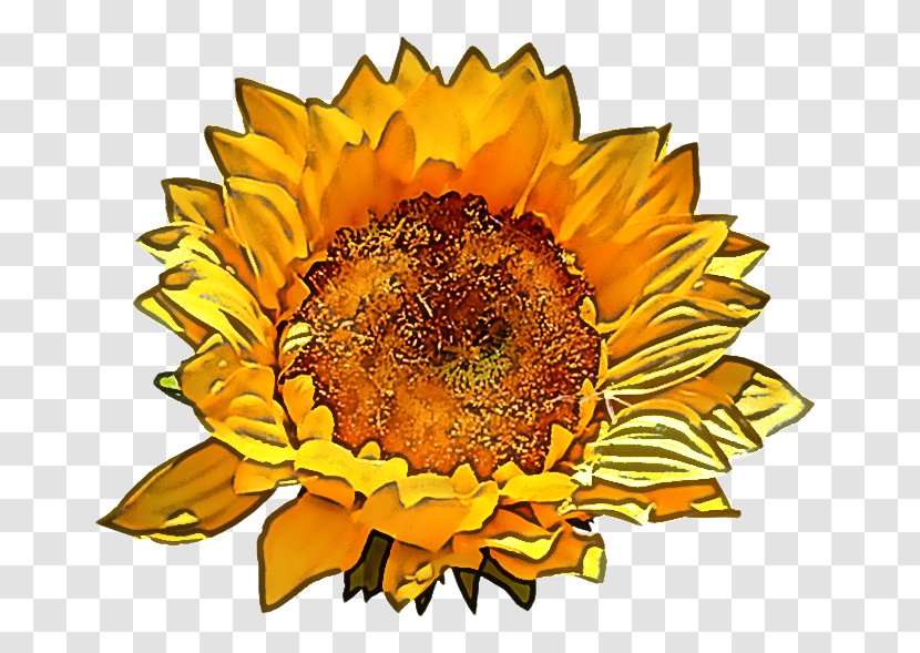 Sunflower - Petal - Flowering Plant Asterales Transparent PNG