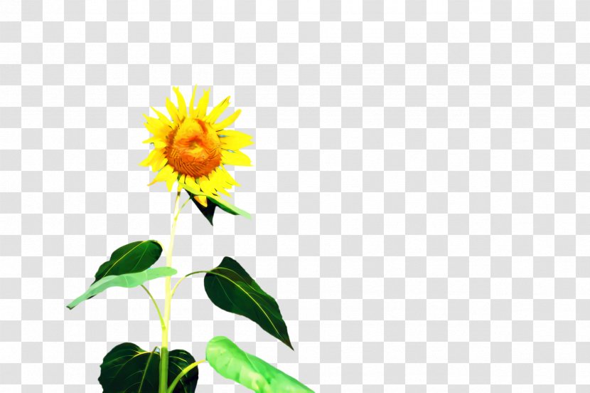 Flowers Background - Sunflower - Jerusalem Artichoke Annual Plant Transparent PNG