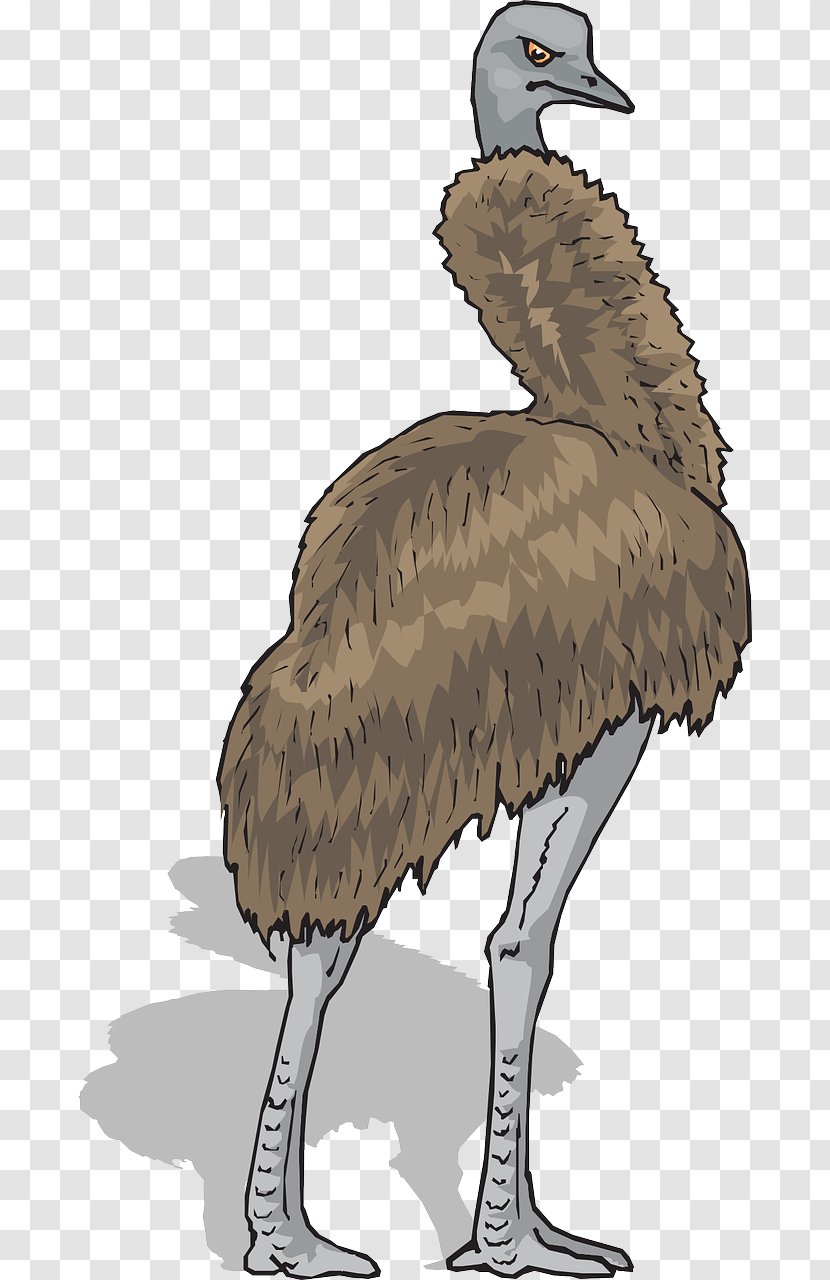 Emu Common Ostrich Bird Clip Art - Feather - Brown Transparent PNG