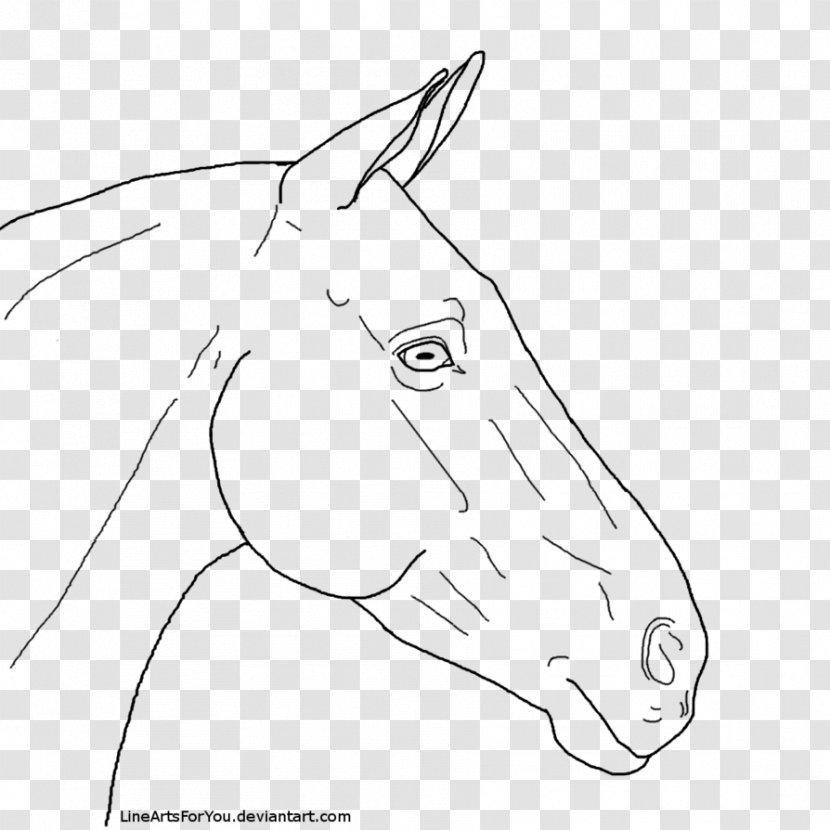 Snout Line Art Horse Mule Pony - Bridle Transparent PNG