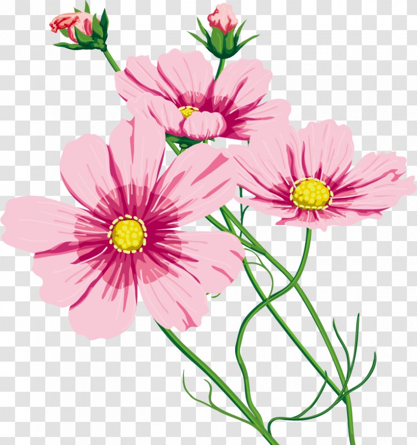 Garden Cosmos Cut Flowers 命のいしずえ Chrysanthemum Marguerite Daisy Transparent PNG