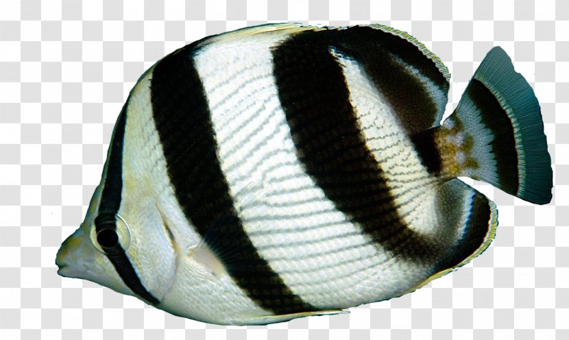 Butterflyfishes Banded Butterflyfish Vagabond Foureye Blacktail - Triggerfish - X-ray Fish Transparent PNG
