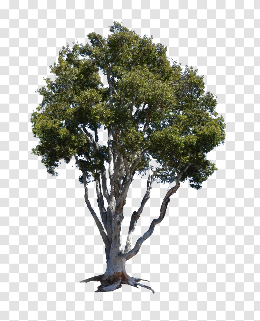 Branch Tree Black Locust Bay Laurel Silver Maple - White Transparent PNG