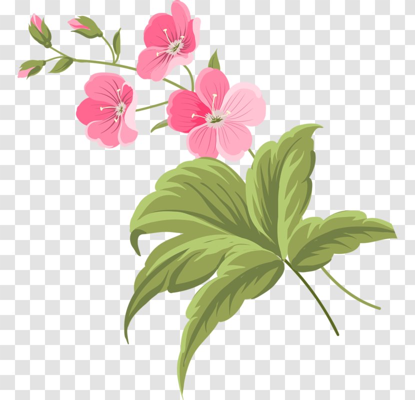 Flower Petal Common Daisy Clip Art - Geraniales Transparent PNG