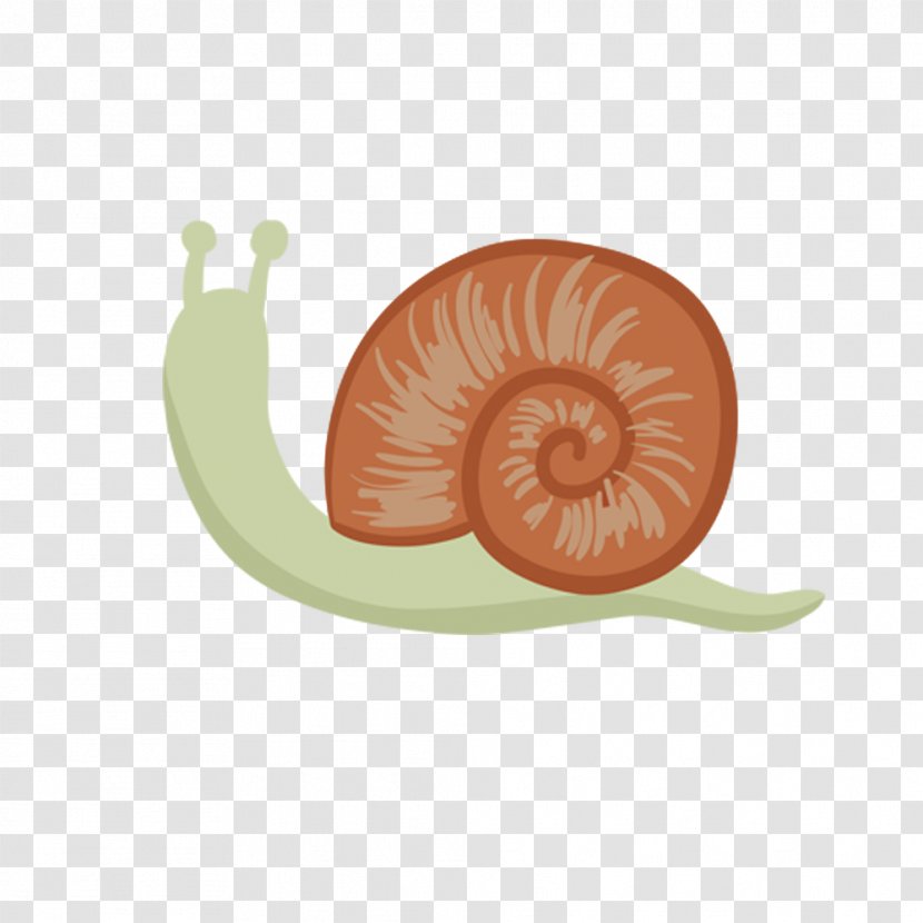 Snail Cartoon Design Drawing - Animation - Escargots Transparent PNG