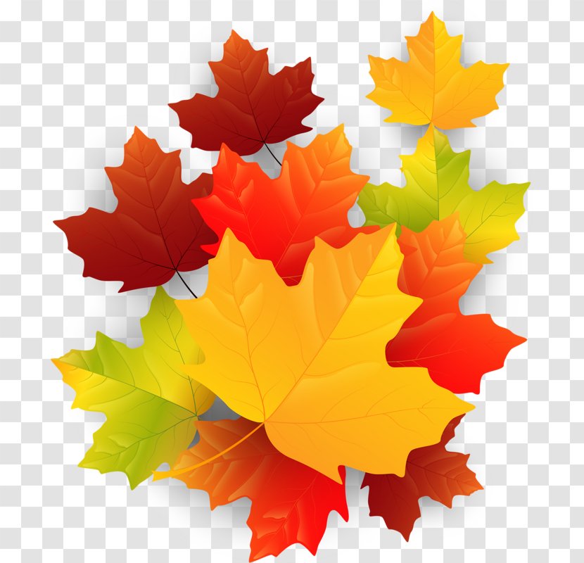 Maple Leaf - Tree Transparent PNG