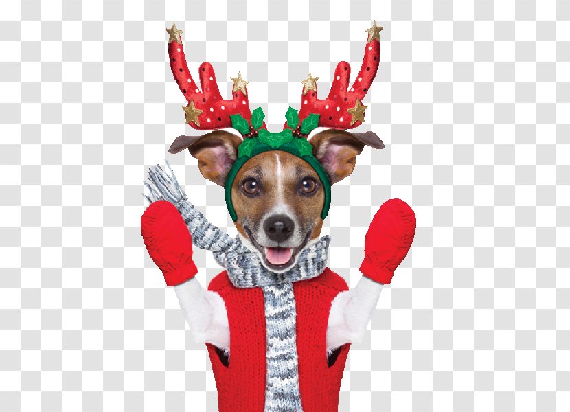 Jack Russell Terrier Reindeer Lapponian Herder Stock Photography Puppy - Antler Transparent PNG