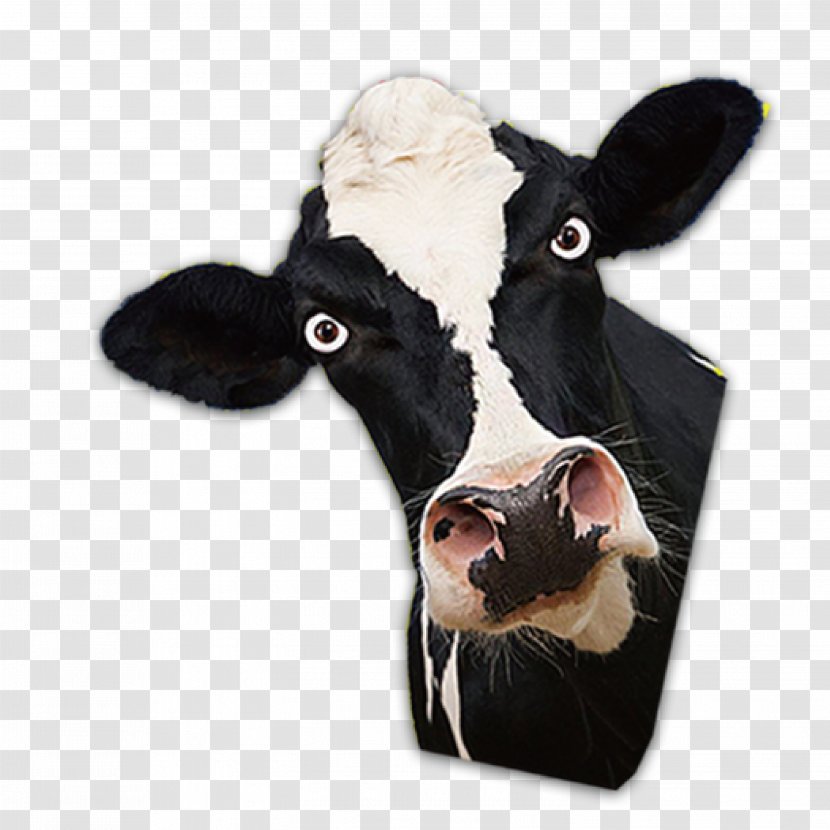 Dairy Cattle Bull - Like Mammal - Cow Head Transparent PNG