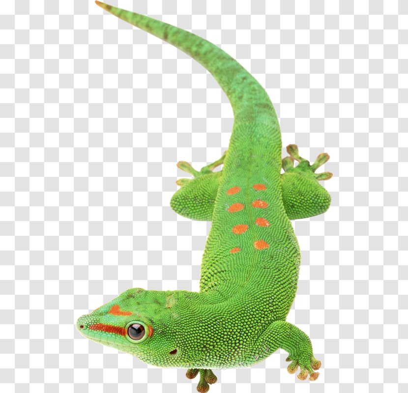 Lizard Chameleons Reptile Clip Art - Fauna Transparent PNG