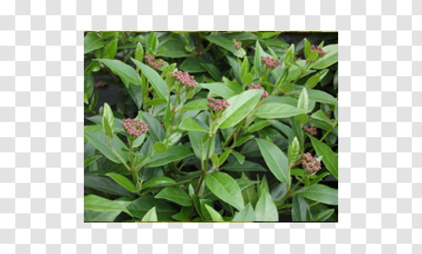 Leaf Herb Groundcover - Viburnum Tinus Transparent PNG