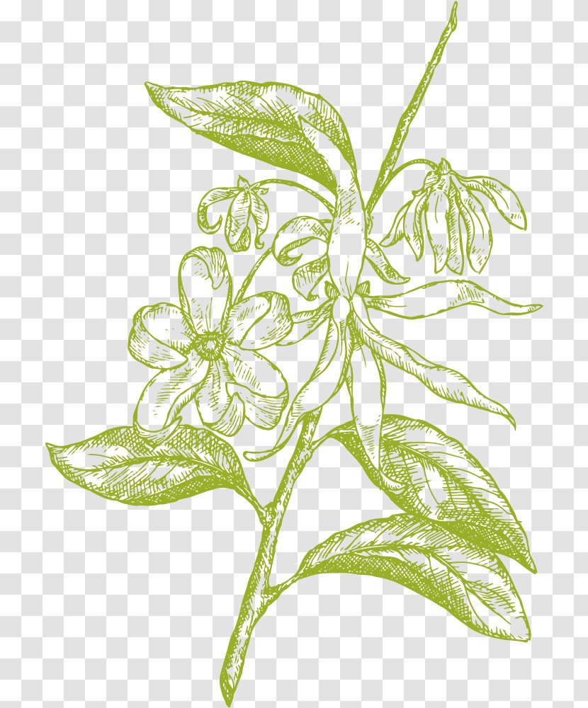 Cananga Odorata Royalty-free - Flower - Drawing Plant Transparent PNG