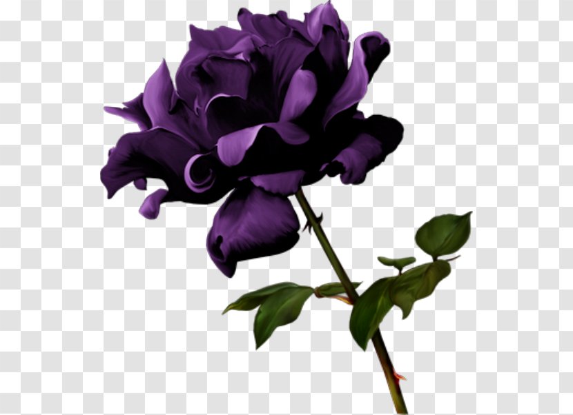 Garden Roses Violet Flower Transparent PNG