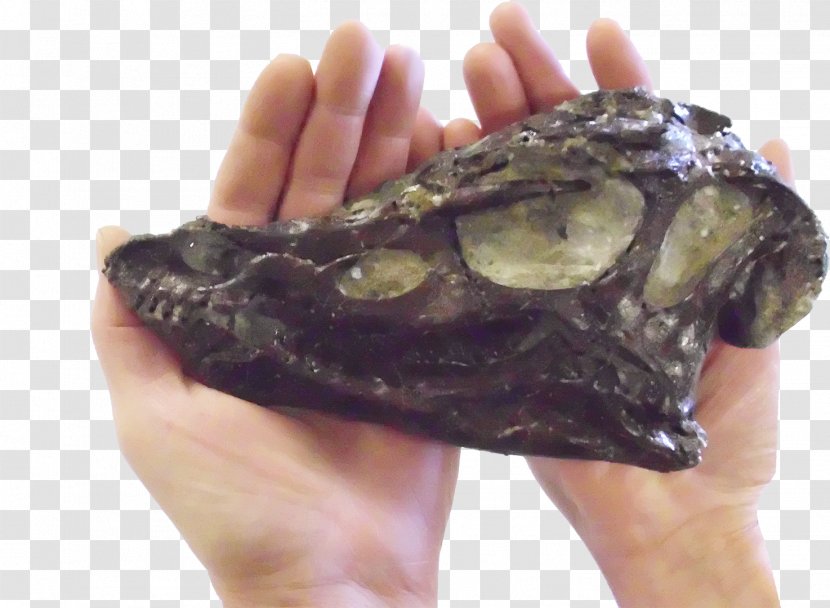 Reptile Jaw - Thescelosaurus Transparent PNG